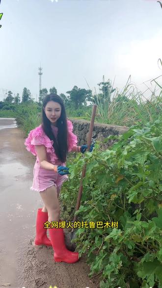 光合小院新成员:托鲁巴姆砧木定植,开荒添神器,野生砧木安家小院#几月的光合小院#托鲁巴姆 #嫁接技术 #野茄子嫁接西红柿