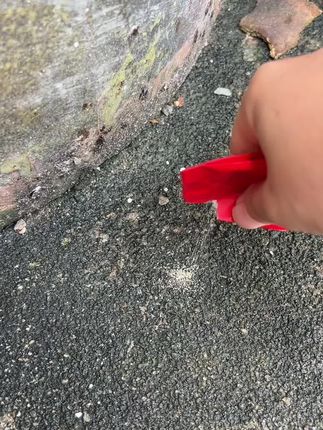 灭蚂蚁药强效除蚂蚁家用厨房强力菜地花盆野外红黑黄蚂蚁驱虫用品#灭蚂蚁的方法千万种 #除蚂蚁方法 #杀虫粉剂 #灭虫小妙招 #巨量千川