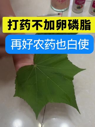 打药一定要加助剂,提高肥效增强药效,#卵磷脂