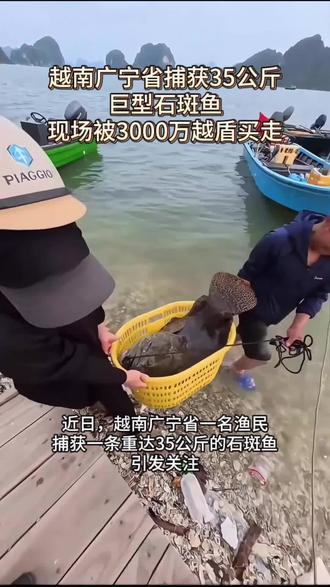 越南广宁省捕获35公斤巨型石斑鱼 现场被3000万越盾买走 #越南 #越南广宁 #石斑鱼