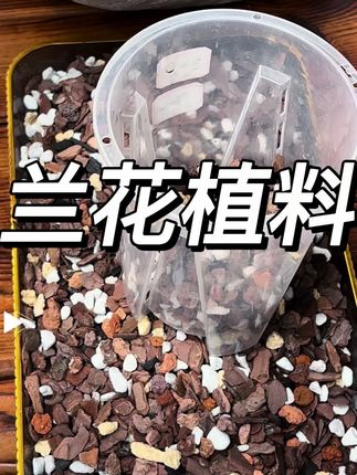 养兰别只盯花叶!根系壮才是真成功,这款植料让兰根自由呼吸、长得粗壮!