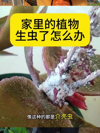 家里的植物生虫了怎么办?#多肉 #多肉养护 家里的植物生虫了怎么办?#多肉 #多肉养护