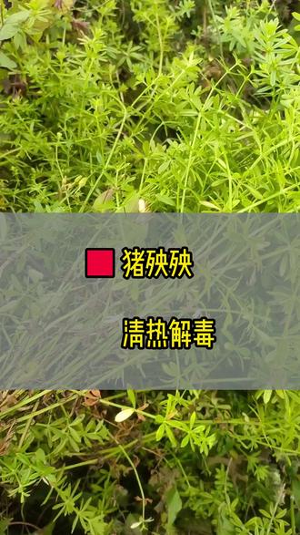 小时候被它喇过的请举手 #猪秧秧 #清热解毒