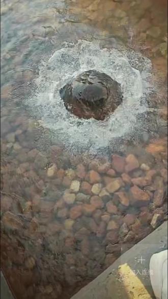 随着天气变冷,贾鲁河温泉河道两岸,即将迎来雾凇奇观。 #贾鲁河源头 #贾鲁河温泉 #贾鲁河冰泉
#魅力河南摄影大赛 #河南摄影研究院 运营@鑫豫摄影研究院