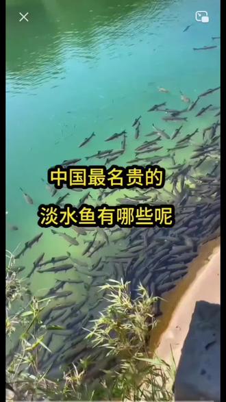这次不吹牛了,没吃过就是没吃过 #淡水鱼中的王者选手 你吃过吗?