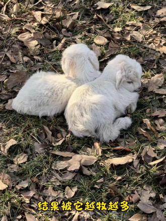 理解我 成为我#万物有灵 #小鹿乱撞 #小羊