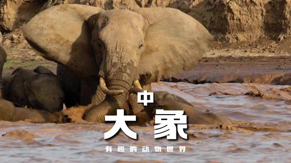 食物匮乏期间,象群的生存智慧 #抖音精选#抖音硬核版#动物世界#神奇动物在抖音#纪录片