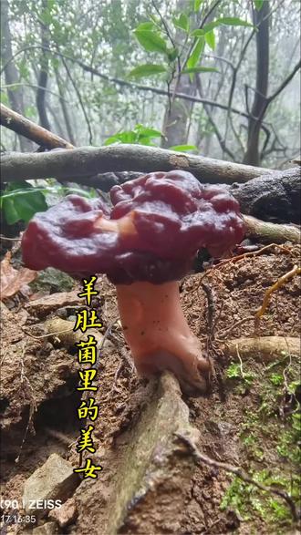 两位铁粉美女说今天终于体验到了平时只能在手机上看到我捡的节奏!#野生羊肚菌 #咸丰捡菌 #捡菌子 #羊雀菌 #山里肴