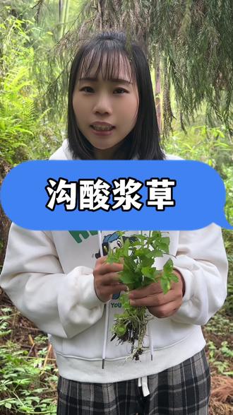 #野生草药 #沟酸浆 #野生植物科普 #民间草本 #野菜
酸度可媲美芥菜做的酸菜的野菜,沟酸浆草