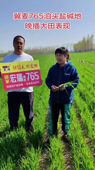双审冀麦765在沧州泊头盐碱地晚播大田表现 优质高产新突破 一亩多卖200多 #冀麦765#科学选种助农增收#优质高产小麦种子#好品种一起分享#增产增收才是硬道理