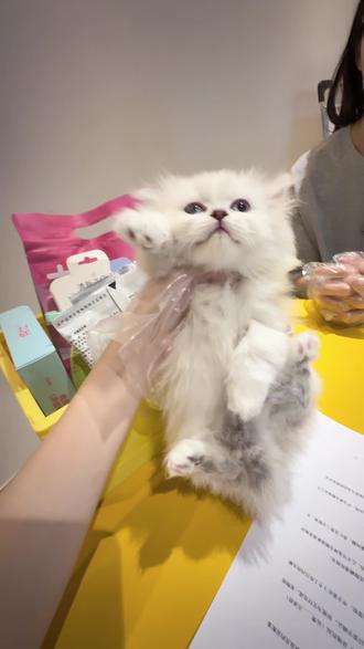 980 金吉拉妹妹去新家~#金吉拉 #小奶猫 #萌宠出道计划