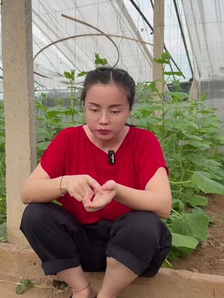 70含量的高磷肥,可以喷施,可以冲施,可以随意复配,不被固定,减少土壤危害的高磷肥! #好肥料用事实说话 #资生源农业 绽花源