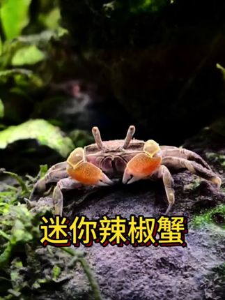 家人们!2025年宠物圈顶流来了——迷你辣椒蟹!红爪如焰、身小如豆,爬起来像跳探戈,往桌面缸一放,整个工位都成了焦点。关键是它根本不用你费心,新手闭眼养都能活!#鱼缸里的大自然 #养鱼日记 #鱼缸清洁工 #迷你辣椒蟹 #观赏蟹