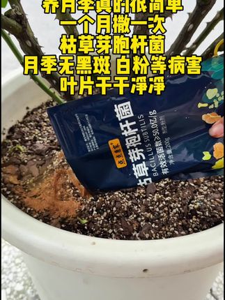 想要月季开得好,枯草芽孢杆菌提前用起来,减少打药的次数!#月季 #种植小技巧 #爱生活爱养花 #月季养护 #小佳的花