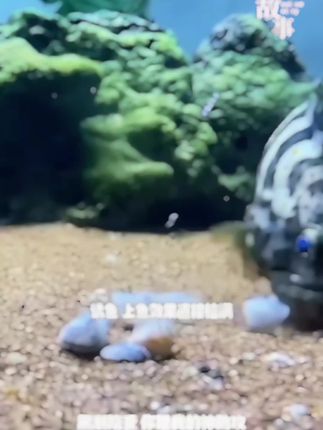 黑漂道南极虾秘制液饵腌制酒香味使用便捷一瓶搞定海钓矶钓黑鲷饵