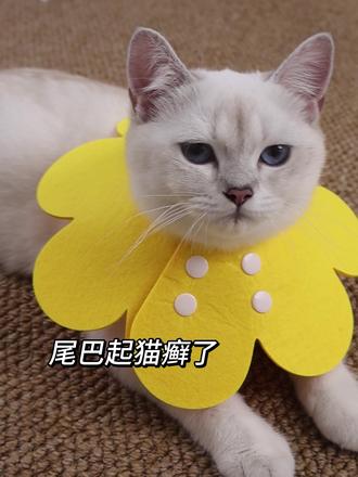 又好看又实用的伊丽莎白圈,你家猫猫值得拥有#好物推荐🔥 #伊丽莎白圈 #项圈 #猫咪 #养猫用品推荐