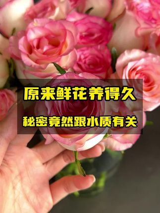 养花必备!个位数就到手一瓶100片,保鲜延长花期,花店居家养花都离不开它#鲜花养护 #延长花期 #泡腾片 #花店 #好物推荐