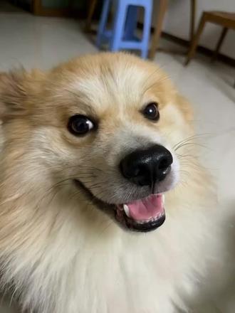 我教你读《唐诗三百首》.鹿柴。 鹿柴
王维〔唐代〕
空山不见人,但闻人语响。
返景入深林,复照青苔上。
翻译过来是:
幽静的山谷里看不见人,只听到人说话的声音。
落日余光映入了深林,又照在幽暗处的青苔上。
《鹿柴》是一首五言绝句。此诗描写了一座人迹罕至的空山、一片古木参天的树林。第一句先正面描写空山的杳无人迹,侧重于表现山的空寂清冷;紧接着第二句境界顿出,其中的响声短暂而局部地打破了山的寂静,但并未改变其整体的空旷与寂寥;第三、四句由上幅的描写空山传语转而描写深林返照,由声而至色。全诗语言清新自然,运用以动衬静、以局部衬全局的手法,把禅意渗透于自然景色的生动描绘之中,创造了一个清寂幽深的境界。
作者介绍:
王维(701年-761年,一说699年—761年),字摩诘(jié),号摩诘居士。汉族,河东蒲州(今山西运城)人,祖籍山西祁县,唐朝诗人,有“诗佛”之称。王维精通佛学,受禅宗影响很大。佛教有一部《维摩诘经》,是王维名和字的由来。王维诗书画都很有名,多才多艺,音乐也很精通。与孟浩然合称“王孟”。