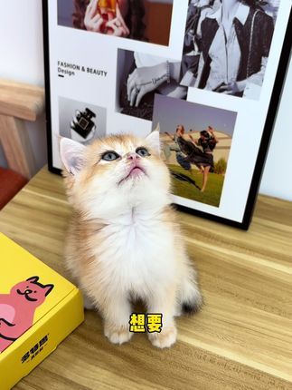 猫咪都爱吃的猫条来了 就是多特思家的鱼油猫条,猫咪嘎嘎炫#萌宠好物 #多特思 #猫条 #养猫人 #猫零食