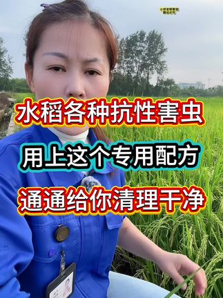 #水稻专用配方#水稻种植 #水稻卷叶螟#水稻钻心虫防治