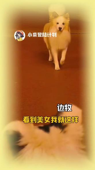 狗狗见到女神也走不动道! #边牧 #宠物 #万万没想到 #转角遇到爱 #一见钟情