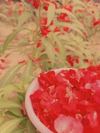 【送六件套工具】植物红色凤仙花指甲花粉酒红色好看鲜艳甄选手工#十亿流量扶持计划
