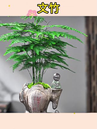 #文竹盆栽 #盆栽绿植 #盆栽植物 文竹盆栽植物室内净化空气办公室桌面好养四季常青#花卉绿植 #植物盆栽室内
