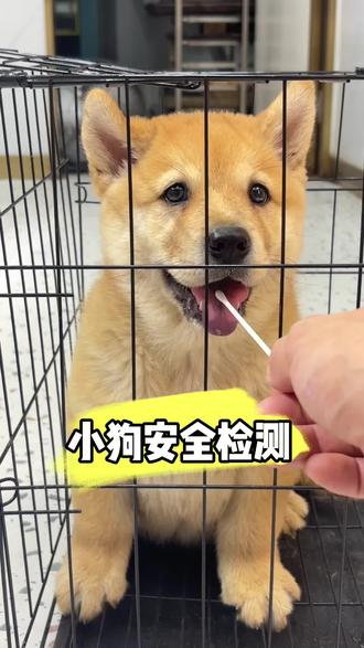 养狗最怕的就是小狗生病,如何给小狗做犬瘟细小的检测 #养宠物的必备物 #狂犬检测试纸 #大黄 #养狗经验分享 #保护中华田园犬小奶狗
