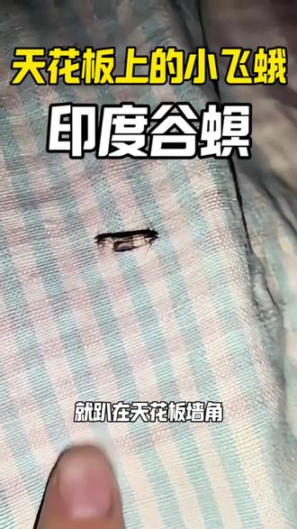 天花板上的小飞蛾印度谷螟怎么消灭。 家里天花板、橱柜上趴着的小飞蛾,就是印度谷螟!也就是大家常说的“米虫蛾子”!它不是凭空飞进来的!都是你家里存的粮食、干货、零食、坚果,受潮后自带虫卵滋生出来的!幼虫会在粮食里吐丝结茧、蛀食食物,还会引发霉变、滋生细菌!成虫飞出来就趴在天花板、墙角、橱柜边交尾繁殖,一次能产200粒卵!幼虫就是白色的小蛆虫,常能在天花橱看到,偶尔还会从天花掉落下来,非常让人不适,家里发现一定要及时消灭,第一步先找源头,把被污染的食物全扔掉!再用这款专用杀虫剂,对着天花板、橱柜、墙壁角落这些它爱趴的地方喷!喷完会形成无色无味的隐形药膜,虫子只要接触到就会被灭杀,从根源断根!
#印度谷螟#小飞蛾#天花板上的虫子#印度谷螟是怎么滋生的#米蛾怎么消灭#这些小众厨房好物必须给到夯
