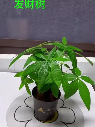 家中有树,家庭稳固,快来试试咱家的#发财树 ,颜值高寓意好,摆在家中特别养眼,关键非常好养,有水就能养好#花卉绿植 #好看的花一定要分享给你 #我的花花草草🌸🌸 #爱生活爱养花
