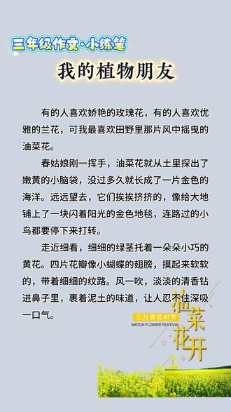 三年级下册第一单元我的植物朋友,今天分享《油菜花》#上热门 #三年级下册语文 #小学作文 #油菜花 #我的植物朋友