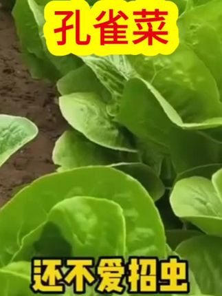 高温天气,推荐你种点孔雀菜。它营养丰富,鲜嫩可口,耐热抗寒,易种快收。#强烈推荐 #抖音助农扶农 #孔雀菜种子 #纯天然绿色蔬菜 #点击小黄车直接购买