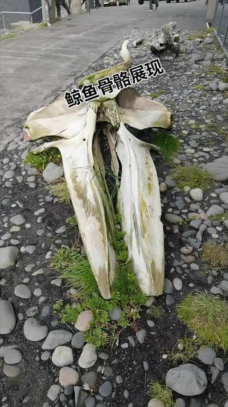 鲸鱼骨好大呀,体验感真好!