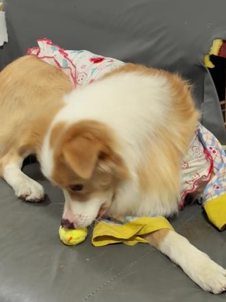 如果小狗喜欢球类玩具一定要试试这个 #roroarrr #萌宠出道计划 #宠物玩具 #抽象