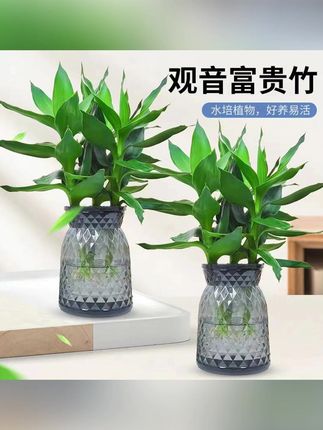#郝邵文 推荐 水培观音竹室内四季绿色桌面盆景盆栽轻奢烟灰树脂盆#水培观音竹 #桌面盆景 #盆栽 #观音竹