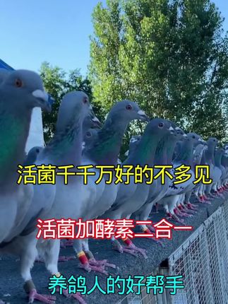 #信鸽赛鸽 #种鸽幼鸽 #赛鸽比赛 #科学喂养鸽子#养鸽人的快乐