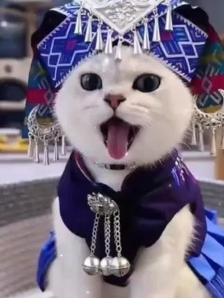 #猫咪服饰 猫咪翠花民族风宠物服装翠花猫咪狗狗服装宠物头饰#猫咪头饰 #名族风 #狗狗服装 #猫咪