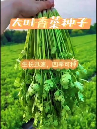 #dou上热门 #大叶香菜种子 #大叶香菜种子耐热 #大叶香菜种子四季都可以种在阳台花盆 #大叶香菜种子耐热耐抽
