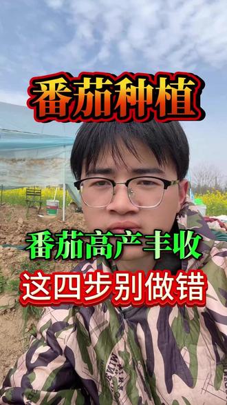 番茄高产丰收,这四步别做错! #番茄 #番茄种植 #种番茄 #番茄苗 #三农