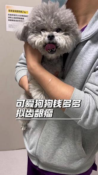 可爱泰迪狗狗拟齿龈瘤,手术全解析 #上热门#灰泰迪#狗狗牙龈瘤 #动物的迷惑行为#给想养狗的朋友看