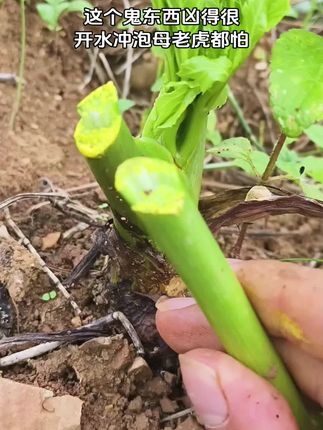这个鬼东西凶得很#还阳草 #好物推荐🔥 #母老虎 #难言之隐 #男人