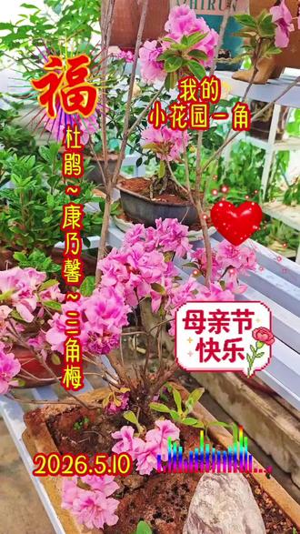#母亲节贺卡制作 #原创视频#康乃馨@小甜果 @养花的 @见登盆景 @开心快乐每一天 @秋水伊人