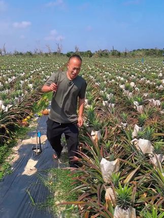 吃一次就爱上的海南金钻凤梨, 一口下去香甜爆汁,果香味巨浓郁,没吃过的一定要尝尝!!#大人孩子都爱吃 #凤梨 #新鲜应季水果 #好吃到停不下来 #海南金钻凤梨