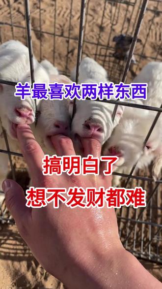 羊最喜欢的两样东西你知道是什么吗?搞明白了,养羊想不挣钱都难#养羊创业 #羊价#养羊小常识#育肥羊
