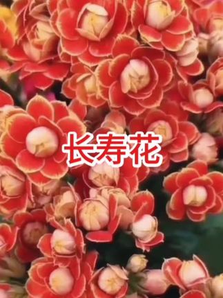 长寿花苗红颜金狐狸绿植重瓣长寿花大全易种养盆栽新品四季花花卉#养花小知识 #花卉绿植#美不美你说了算 #养花 #花开富贵好运来🌹🌹