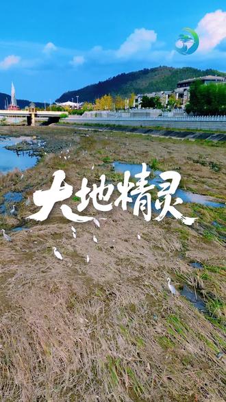 见过黑鹳的灵动,才懂什么叫 “林间精灵”!#黑鹳#珍稀动物#动物科普