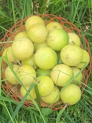 #丰收的果实 #又是一个丰收的季节 #水果 #一揽子装个啥 #吃水果