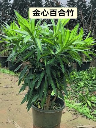首先你得学会爱自己#绿植盆栽 #家庭养花 #花卉绿植 #室内绿植 #花卉基地