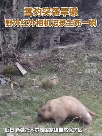 雪豹突袭旱獭,野外红外相机记录生死一瞬。