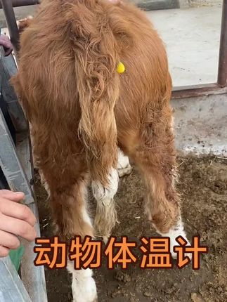 #好物推荐分享 #每日分享 #畜牧养殖 #猪牛羊养殖 #畜牧养殖